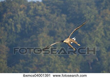 "White-tailed Eagle or Sea Eagle (Haliaeetus albicilla), in flight, Mecklenburg Lake District, Mecklenburg-Western Pomerania, Germany, Europe" View Large Photo Image Stock Image - "White-tailed Eagle or Sea Eagle (Haliaeetus albicilla), in flight, Mecklenburg Lake District, Mecklenburg-Western Pomerania, Germany, Europe". Fotosearch