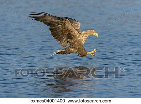 Stock Image - "White-tailed Eagle or Sea Eagle (Haliaeetus albicilla), in flight, Mecklenburg Lake District, Mecklenburg-Western Pomerania, Germany, Europe". Fotosearch