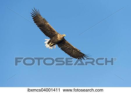 "White-tailed Eagle or Sea Eagle (Haliaeetus albicilla), in flight, Mecklenburg Lake District, Mecklenburg-Western Pomerania, Germany, Europe" View Large Photo Image Stock Image - "White-tailed Eagle or Sea Eagle (Haliaeetus albicilla), in flight, Mecklenburg Lake District, Mecklenburg-Western Pomerania, Germany, Europe". Fotosearch