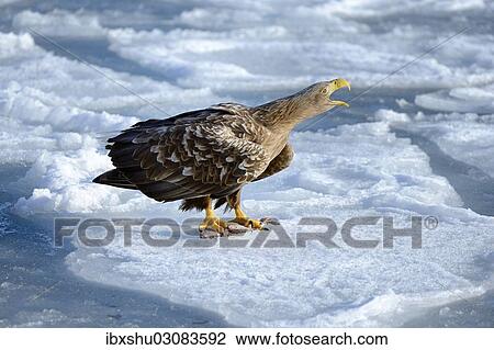 "White-tailed Eagle or Sea Eagle (Haliaeetus albicilla), calling on ice floe, Rausu, Menashi, Hokkaido, Japan, Asia" View Large Photo Image Stock Image - "White-tailed Eagle or Sea Eagle (Haliaeetus albicilla), calling on ice floe, Rausu, Menashi, Hokkaido, Japan, Asia". Fotosearch