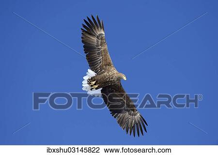 "White-tailed Eagle or Sea Eagle (Haliaeetus albicilla) in flight, viewed from below, Kushiro-Shitsugen-Nationalpark, Kushiro, Hokkaido, Japan, Asia" View Large Photo Image Stock Image - "White-tailed Eagle or Sea Eagle (Haliaeetus albicilla) in flight, viewed from below, Kushiro-Shitsugen-Nationalpark, Kushiro, Hokkaido, Japan, Asia". Fotosearch
