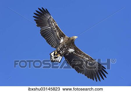 "White-tailed Eagle or Sea Eagle (Haliaeetus albicilla) in flight, viewed from below, Kushiro-Shitsugen-Nationalpark, Kushiro, Hokkaido, Japan, Asia" View Large Photo Image Stock Image - "White-tailed Eagle or Sea Eagle (Haliaeetus albicilla) in flight, viewed from below, Kushiro-Shitsugen-Nationalpark, Kushiro, Hokkaido, Japan, Asia". Fotosearch