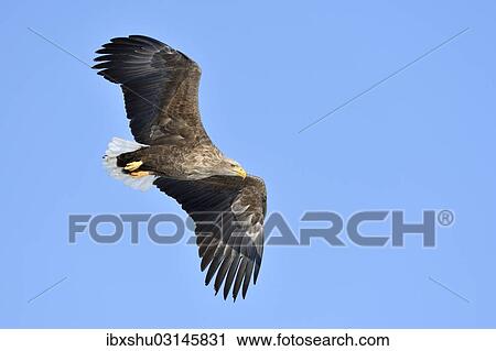 Stock Image - "White-tailed Eagle or Sea Eagle (Haliaeetus albicilla) in flight, viewed from below, Kushiro-Shitsugen-Nationalpark, Kushiro, Hokkaido, Japan, Asia". Fotosearch