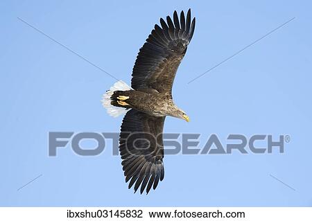 "White-tailed Eagle or Sea Eagle (Haliaeetus albicilla) in flight, viewed from below, Kushiro-Shitsugen-Nationalpark, Kushiro, Hokkaido, Japan, Asia" View Large Photo Image Stock Image - "White-tailed Eagle or Sea Eagle (Haliaeetus albicilla) in flight, viewed from below, Kushiro-Shitsugen-Nationalpark, Kushiro, Hokkaido, Japan, Asia". Fotosearch