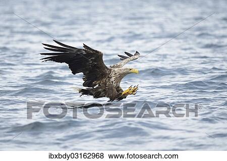 "White-tailed Eagle or Sea Eagle (Haliaeetus albicilla) about to grab for a fish, Lauvsnes, Flatanger, Nord-Trondelag, Trondelag, Norway, Europe" View Large Photo Image Stock Photo - "White-tailed Eagle or Sea Eagle (Haliaeetus albicilla) about to grab for a fish, Lauvsnes, Flatanger, Nord-Trondelag, Trondelag, Norway, Europe". Fotosearch