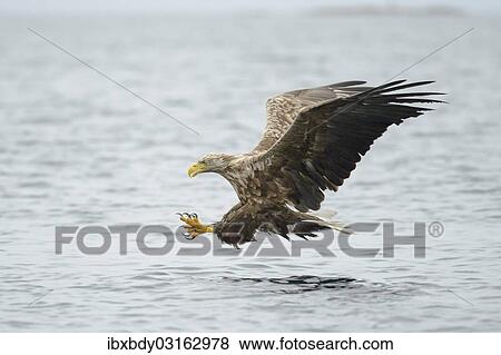"White-tailed Eagle or Sea Eagle (Haliaeetus albicilla) flying with outstretched claws, Lauvsnes, Flatanger, Nord-Trondelag, Trondelag, Norway, Europe" View Large Photo Image Stock Photo - "White-tailed Eagle or Sea Eagle (Haliaeetus albicilla) flying with outstretched claws, Lauvsnes, Flatanger, Nord-Trondelag, Trondelag, Norway, Europe". Fotosearch