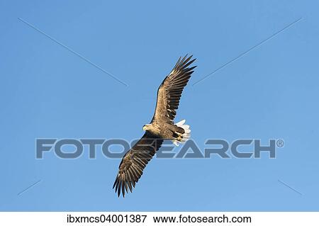 "White-tailed Eagle or Sea Eagle (Haliaeetus albicilla), in flight, Mecklenburg Lake District, Mecklenburg-Western Pomerania, Germany, Europe" View Large Photo Image Stock Photo - "White-tailed Eagle or Sea Eagle (Haliaeetus albicilla), in flight, Mecklenburg Lake District, Mecklenburg-Western Pomerania, Germany, Europe". Fotosearch
