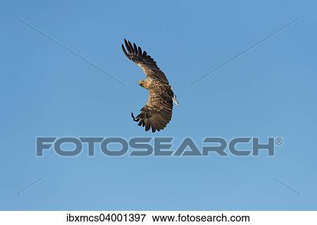 Stock Photo - "White-tailed Eagle or Sea Eagle (Haliaeetus albicilla), in flight, Mecklenburg Lake District, Mecklenburg-Western Pomerania, Germany, Europe". Fotosearch