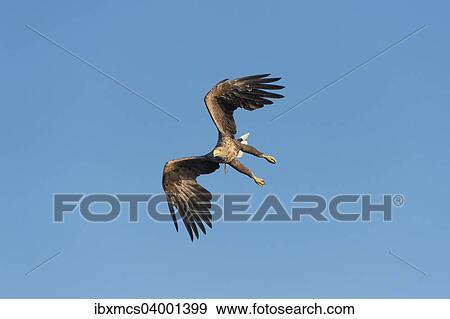 "White-tailed Eagle or Sea Eagle (Haliaeetus albicilla), in flight, Mecklenburg Lake District, Mecklenburg-Western Pomerania, Germany, Europe" View Large Photo Image Stock Photo - "White-tailed Eagle or Sea Eagle (Haliaeetus albicilla), in flight, Mecklenburg Lake District, Mecklenburg-Western Pomerania, Germany, Europe". Fotosearch