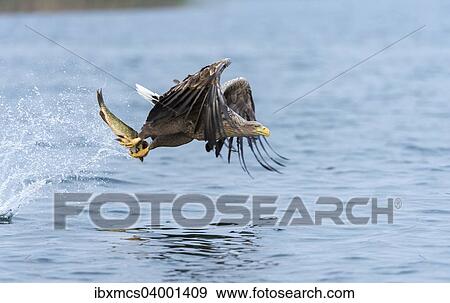 "White-tailed Eagle or Sea Eagle (Haliaeetus albicilla) in flight, with a pike in its talons, Mecklenburg Lake District, Mecklenburg-Western Pomerania, Germany, Europe" View Large Photo Image Stock Photo - "White-tailed Eagle or Sea Eagle (Haliaeetus albicilla) in flight, with a pike in its talons, Mecklenburg Lake District, Mecklenburg-Western Pomerania, Germany, Europe". Fotosearch