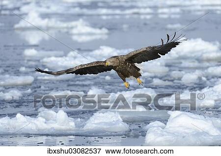 Stock Photo - "White-tailed Eagle or Sea Eagle (Haliaeetus albicilla), in flight above drifting ice, Rausu, Menashi, Hokkaido, Japan, Asia". Fotosearch