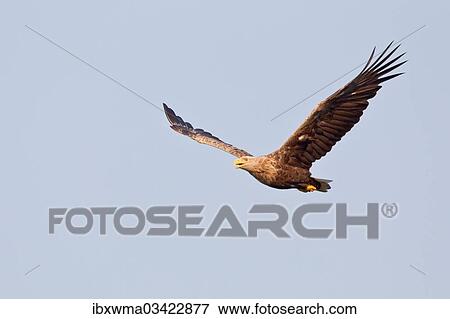 "White-tailed Eagle or Sea Eagle (Haliaeetus albicilla) in flight, Lower Saxony, Germany, Europe" View Large Photo Image Stock Photo - "White-tailed Eagle or Sea Eagle (Haliaeetus albicilla) in flight, Lower Saxony, Germany, Europe". Fotosearch