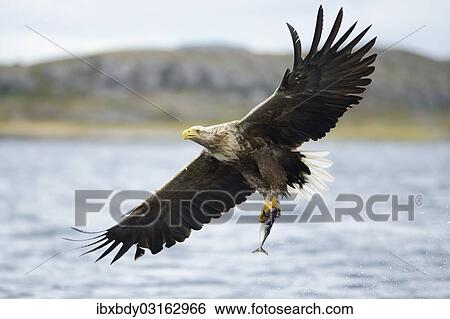 Stock Photograph - "White-tailed Eagle or Sea Eagle (Haliaeetus albicilla) with outstretched wings flying away with a captured fish, Lauvsnes, Flatanger, Nord-Trondelag, Trondelag, Norway, Europe". Fotosearch