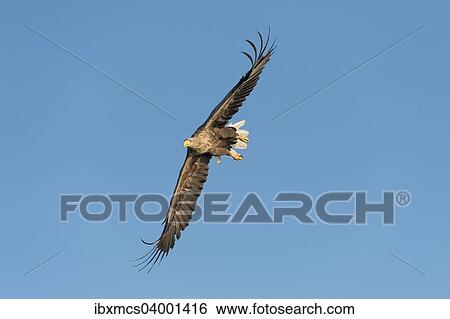 "White-tailed Eagle or Sea Eagle (Haliaeetus albicilla), in flight, Mecklenburg Lake District, Mecklenburg-Western Pomerania, Germany, Europe" View Large Photo Image Stock Photograph - "White-tailed Eagle or Sea Eagle (Haliaeetus albicilla), in flight, Mecklenburg Lake District, Mecklenburg-Western Pomerania, Germany, Europe". Fotosearch