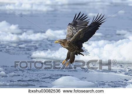 "White-tailed Eagle or Sea Eagle (Haliaeetus albicilla) in flight, Rausu, Menashi, Hokkaido, Japan, Asia" View Large Photo Image Stock Photograph - "White-tailed Eagle or Sea Eagle (Haliaeetus albicilla) in flight, Rausu, Menashi, Hokkaido, Japan, Asia". Fotosearch