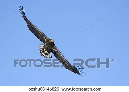"White-tailed Eagle or Sea Eagle (Haliaeetus albicilla), in flight, approaching, Kushiro-Shitsugen-Nationalpark, Kushiro, Hokkaido, Japan, Asia" View Large Photo Image Stock Photograph - "White-tailed Eagle or Sea Eagle (Haliaeetus albicilla), in flight, approaching, Kushiro-Shitsugen-Nationalpark, Kushiro, Hokkaido, Japan, Asia". Fotosearch