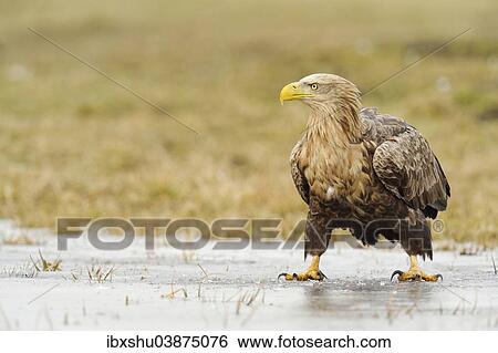 Stock Photograph - "White-tailed Eagle or Sea Eagle (Haliaeetus albicilla), adult, Poland, Europe". Fotosearch
