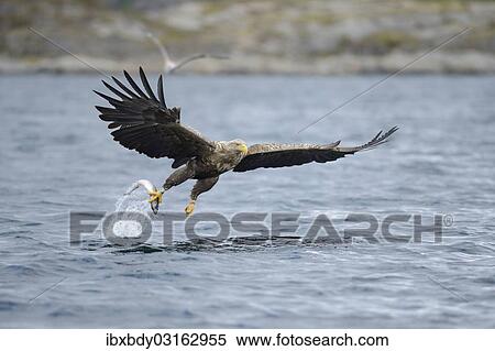 Stock Photography - "White-tailed Eagle or Sea Eagle (Haliaeetus albicilla) flying away with a captured fish, Lauvsnes, Flatanger, Nord-Trondelag, Trondelag, Norway, Europe". Fotosearch