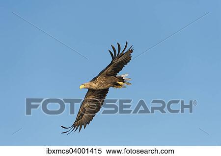 Stock Photography - "White-tailed Eagle or Sea Eagle (Haliaeetus albicilla), in flight, Mecklenburg Lake District, Mecklenburg-Western Pomerania, Germany, Europe". Fotosearch