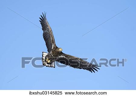 Stock Photography - "White-tailed Eagle or Sea Eagle (Haliaeetus albicilla) in flight, viewed from below, Kushiro-Shitsugen-Nationalpark, Kushiro, Hokkaido, Japan, Asia". Fotosearch