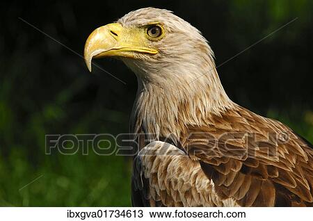 "White-tailed eagle, Sea eagle (Haliaeetus albicilla)" View Large Photo Image Stock Image - "White-tailed eagle, Sea eagle (Haliaeetus albicilla)". Fotosearch