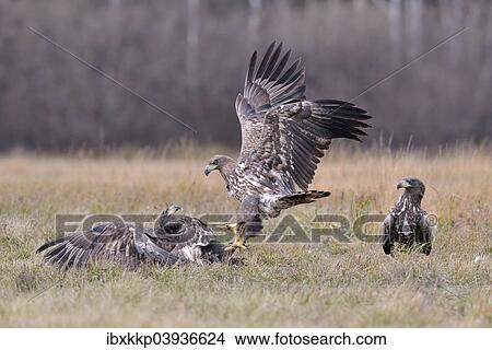 "White-tailed Eagles (Haliaeetus albicilla) fighting on an autumn meadow, Kuyavian-Pomeranian Voivodeship, Poland, Europe" View Large Photo Image Picture - "White-tailed Eagles (Haliaeetus albicilla) fighting on an autumn meadow, Kuyavian-Pomeranian Voivodeship, Poland, Europe". Fotosearch