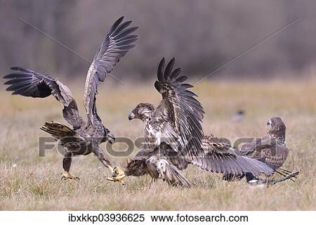 "White-tailed Eagles (Haliaeetus albicilla) fighting on an autumn meadow, Kuyavian-Pomeranian Voivodeship, Poland, Europe" View Large Photo Image Stock Photography - "White-tailed Eagles (Haliaeetus albicilla) fighting on an autumn meadow, Kuyavian-Pomeranian Voivodeship, Poland, Europe". Fotosearch