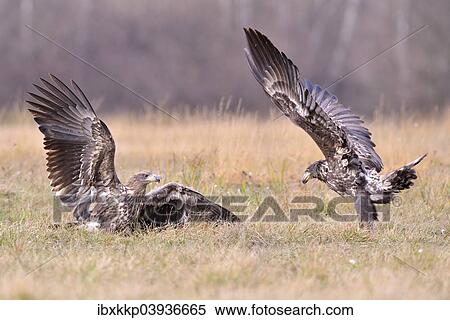 "White-tailed Eagles (Haliaeetus albicilla) fighting in an autumn landscape, Kuyavian-Pomeranian Voivodeship, Poland, Europe" View Large Photo Image Stock Photography - "White-tailed Eagles (Haliaeetus albicilla) fighting in an autumn landscape, Kuyavian-Pomeranian Voivodeship, Poland, Europe". Fotosearch
