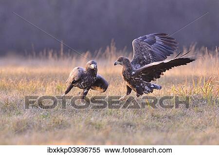 "White-tailed Eagles (Haliaeetus albicilla) on an autumn meadow, Kuyavian-Pomeranian Voivodeship, Poland, Europe" View Large Photo Image Stock Photography - "White-tailed Eagles (Haliaeetus albicilla) on an autumn meadow, Kuyavian-Pomeranian Voivodeship, Poland, Europe". Fotosearch