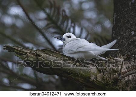 "White Tern (Gygis alba), Lord Howe Island, New South Wales, Australia, Oceania" View Large Photo Image Stock Image - "White Tern (Gygis alba), Lord Howe Island, New South Wales, Australia, Oceania". Fotosearch