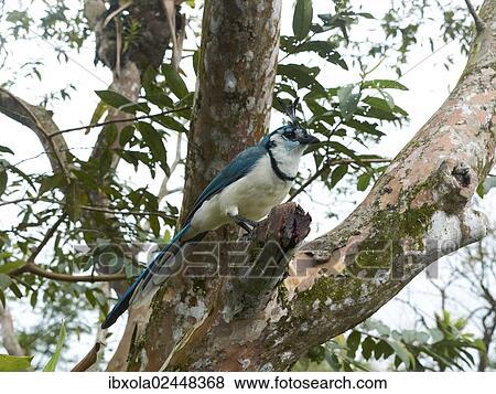 "White-throated Magpie-Jay (Calocitta formosa), Arenal Volcano National Park, Guanacaste province, Costa Rica, Central America, North America" View Large Photo Image Stock Photo - "White-throated Magpie-Jay (Calocitta formosa), Arenal Volcano National Park, Guanacaste province, Costa Rica, Central America, North America". Fotosearch