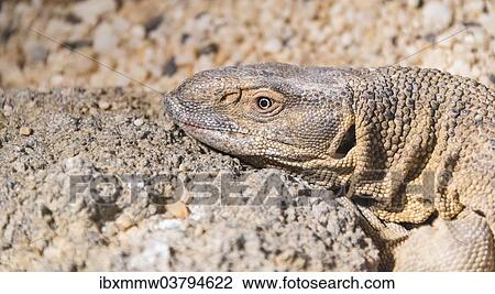 "White-throated Monitor Lizard (Varanus albigularis), Living Desert Snake Park, Walvis Bay, Namibia, Africa" View Large Photo Image Stock Image - "White-throated Monitor Lizard (Varanus albigularis), Living Desert Snake Park, Walvis Bay, Namibia, Africa". Fotosearch