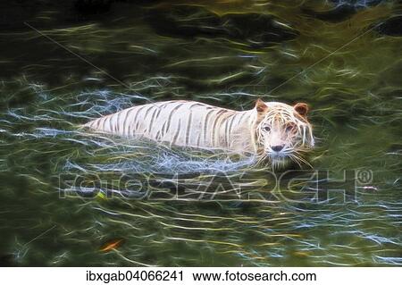 "White Tiger (Panthera tigris tigris) in the water, captive, Singapore, Asia" View Large Photo Image Stock Image - "White Tiger (Panthera tigris tigris) in the water, captive, Singapore, Asia". Fotosearch
