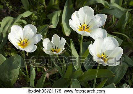 "White Tulips (Tulipa), North Rhine-Westphalia, Germany, Europe" View Large Photo Image Stock Photo - "White Tulips (Tulipa), North Rhine-Westphalia, Germany, Europe". Fotosearch