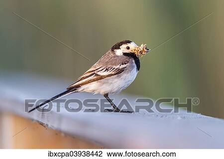 Stock Image - "White Wagtail (Motacilla alba) in breeding plumage, with feed in its beak, Seewinkel, Burgenland, Austria, Europe". Fotosearch