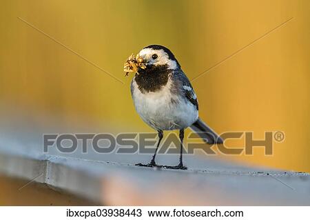 "White Wagtail (Motacilla alba) in breeding plumage, with feed in its beak, Seewinkel, Burgenland, Austria, Europe" View Large Photo Image Stock Image - "White Wagtail (Motacilla alba) in breeding plumage, with feed in its beak, Seewinkel, Burgenland, Austria, Europe". Fotosearch