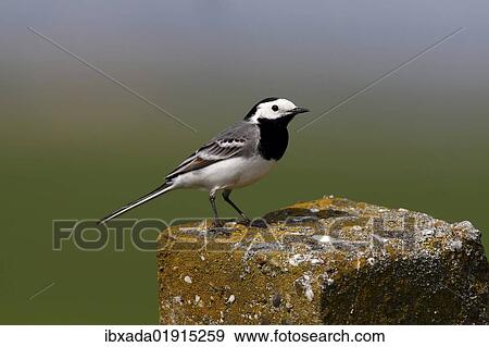 White Wagtail (Motacilla alba) perched on a stone pillar View Large Photo Image Stock Photo - White Wagtail (Motacilla alba) perched on a stone pillar. Fotosearch