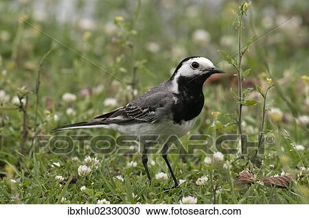Stock Image - "White Wagtail (Motacilla alba), foraging, Lake Kerkini region, Greece, Europe". Fotosearch