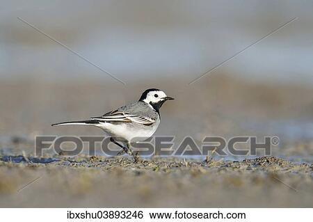 "White Wagtail (Motacilla alba), foraging for food, Apetlon, Burgenland, Austria, Europe" View Large Photo Image Stock Photograph - "White Wagtail (Motacilla alba), foraging for food, Apetlon, Burgenland, Austria, Europe". Fotosearch