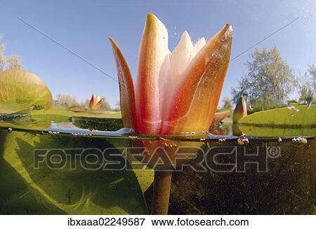 "White water lily (Nymphaea alba), Vilkovo, Ukraine, Eastern Europe, Europe" View Large Photo Image Stock Photo - "White water lily (Nymphaea alba), Vilkovo, Ukraine, Eastern Europe, Europe". Fotosearch