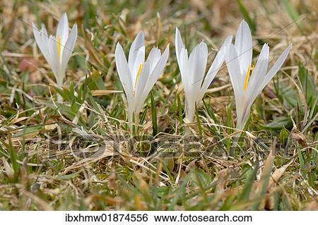 "White wild crocus (Crocus malyi) en route to Schwarzenberg alp, Fischbachau-Elbach, Upper Bavaria, Germany, Europe" View Large Photo Image Stock Photograph - "White wild crocus (Crocus malyi) en route to Schwarzenberg alp, Fischbachau-Elbach, Upper Bavaria, Germany, Europe". Fotosearch
