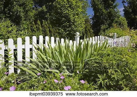 "White wooden picket fence in front of a flower bed in a landscaped residential front yard garden, Quebec, Canada, North America" View Large Photo Image Stock Photography - "White wooden picket fence in front of a flower bed in a landscaped residential front yard garden, Quebec, Canada, North America". Fotosearch