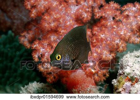 "Whitespotted devil (Plectroglyphidodon lacrymatus), Maldives Island, Indian Ocean" View Large Photo Image Stock Photo - "Whitespotted devil (Plectroglyphidodon lacrymatus), Maldives Island, Indian Ocean". Fotosearch
