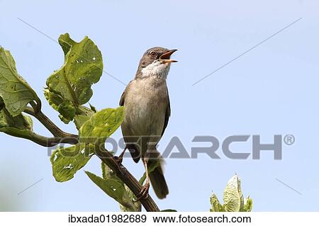 "Whitethroat (Sylvia communis), perched on a branch, singing, Lake Neusiedl, Burgenland, Austria, Europe" View Large Photo Image Stock Photo - "Whitethroat (Sylvia communis), perched on a branch, singing, Lake Neusiedl, Burgenland, Austria, Europe". Fotosearch