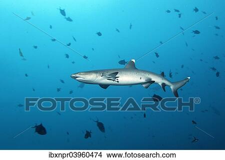 "Whitetip reef shark (Triaenodon obesus), Embudu channel, Indian Ocean, Tilla, South Male Atoll, Maldives, Asia" View Large Photo Image Picture - "Whitetip reef shark (Triaenodon obesus), Embudu channel, Indian Ocean, Tilla, South Male Atoll, Maldives, Asia". Fotosearch