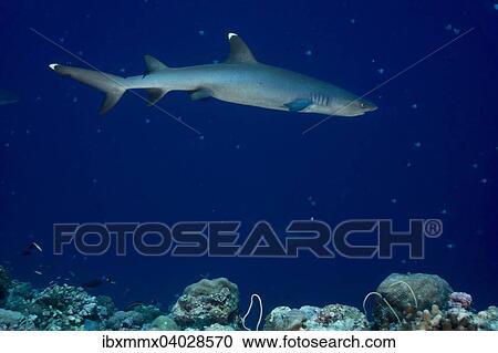 "Whitetip reef shark (Triaenodon obesus), Palau, Micronesia, Oceania" View Large Photo Image Stock Image - "Whitetip reef shark (Triaenodon obesus), Palau, Micronesia, Oceania". Fotosearch