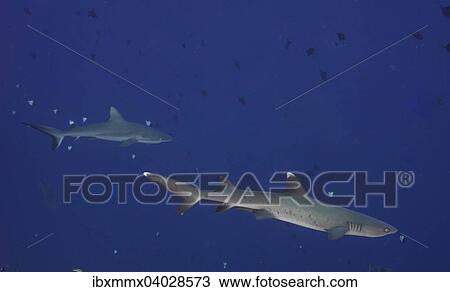 "Whitetip reef shark (Triaenodon obesus), behind a Grey reef shark (Carcharhinus amblyrhynchos), Palau, Micronesia, Oceania" View Large Photo Image Stock Image - "Whitetip reef shark (Triaenodon obesus), behind a Grey reef shark (Carcharhinus amblyrhynchos), Palau, Micronesia, Oceania". Fotosearch
