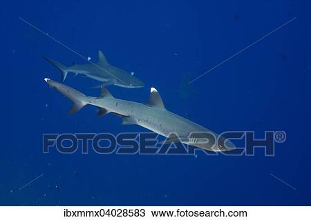 "Whitetip reef shark (Triaenodon obesus), behind a Grey reef shark (Carcharhinus amblyrhynchos), Palau, Micronesia, Oceania" View Large Photo Image Stock Image - "Whitetip reef shark (Triaenodon obesus), behind a Grey reef shark (Carcharhinus amblyrhynchos), Palau, Micronesia, Oceania". Fotosearch