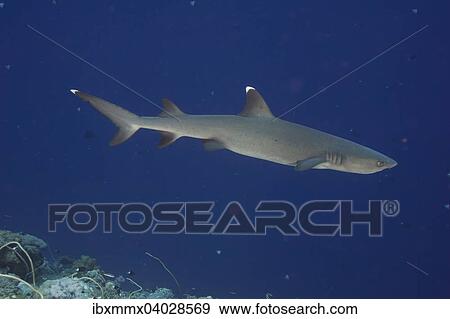 "Whitetip reef shark (Triaenodon obesus), Palau, Micronesia, Oceania" View Large Photo Image Stock Photo - "Whitetip reef shark (Triaenodon obesus), Palau, Micronesia, Oceania". Fotosearch