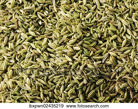 Whole fennel seeds View Large Photo Image Stock Photo - Whole fennel seeds. Fotosearch